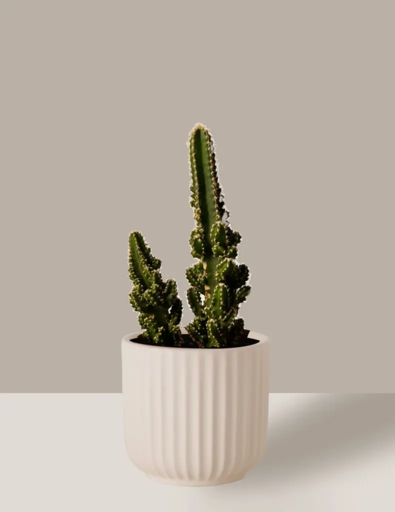 cactos decorativos