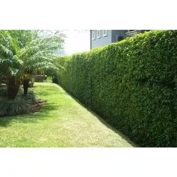 cerca viva para jardim