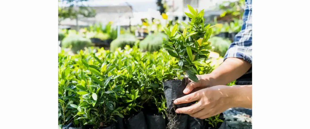 empresa de jardinagem em Anchieta Rj