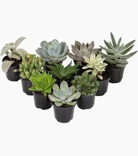mini suculentas