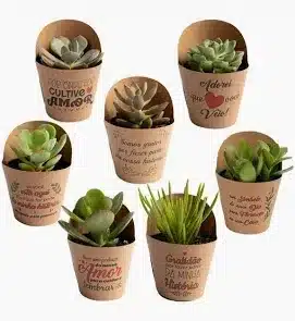 mini suculentas