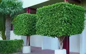 muda de árvore para calçada