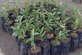 mudas de árvores frutíferas