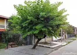 mudas de plantas