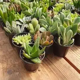 mudas de suculentas