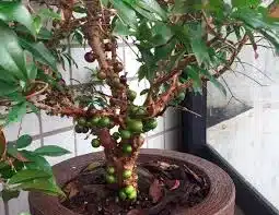mudas frutiferas em Anchieta Rj