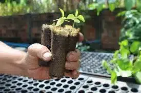 mudas naturais