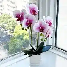 orquídeas