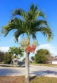 palmeira