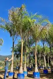 palmeira