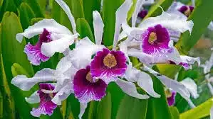 planta de flor