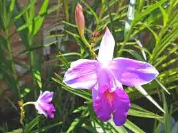 planta de flor
