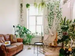 planta natural para sala