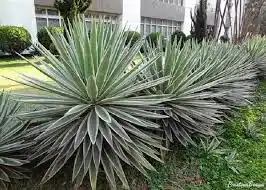 plantas arbustiva