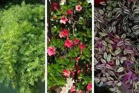 plantas de sol