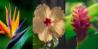 plantas de sol