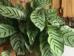 plantas naturais decorativas