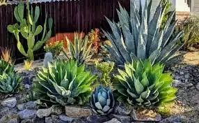 plantas naturais para casa