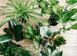 plantas ornamentais externas