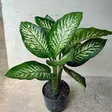 plantas ornamentais para jardim