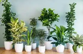 plantas para apartamento