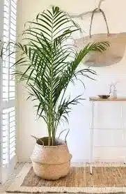plantas para apartamento