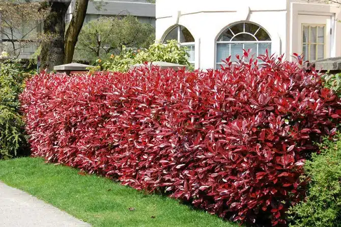 plantas para cerca viva