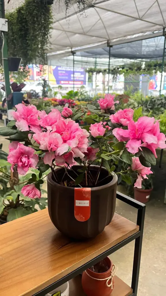 plantas para decoração