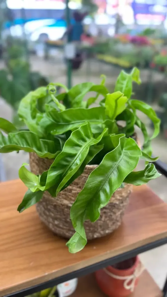 plantas para decoração