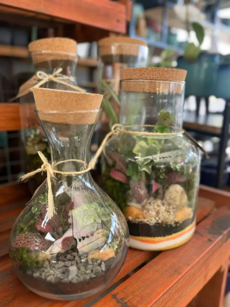 plantas para decoração