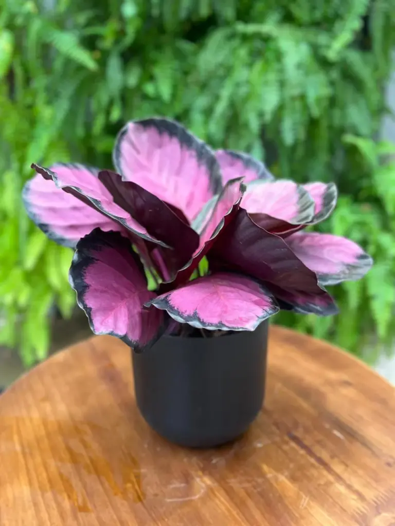 plantas para decoração