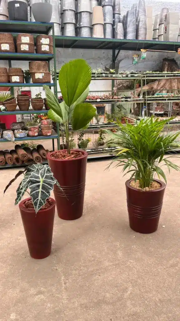 plantas para decoração