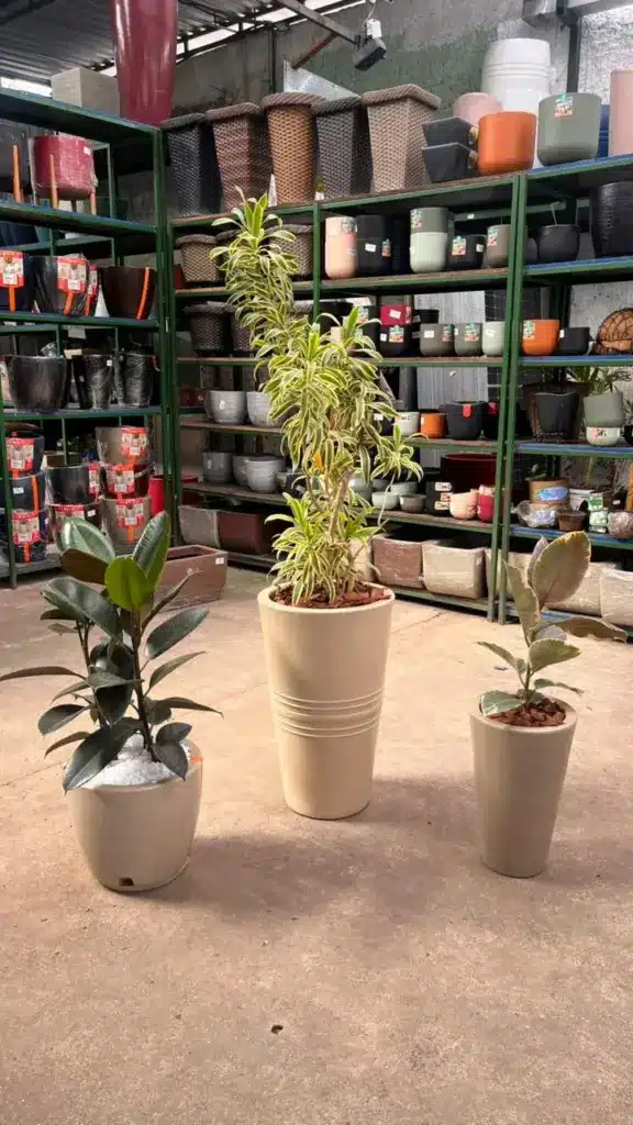 plantas para decoração