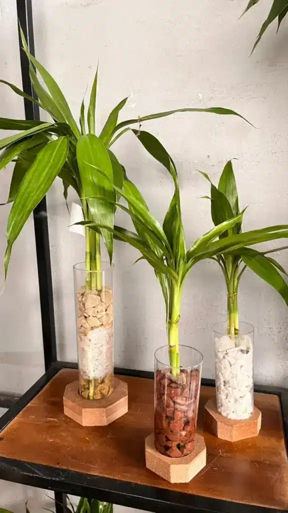 plantas para decoração