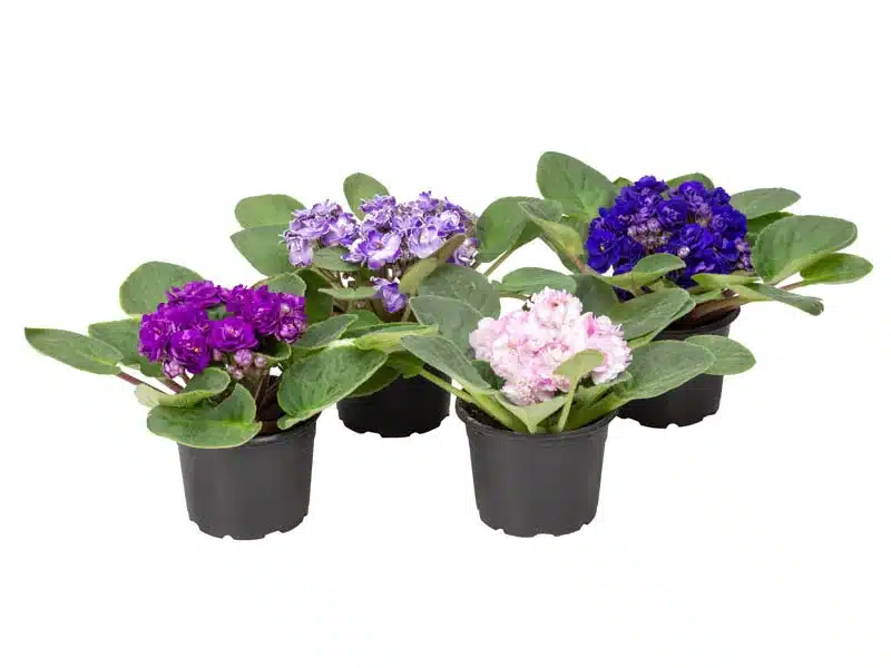 plantas para enfeite de mesa