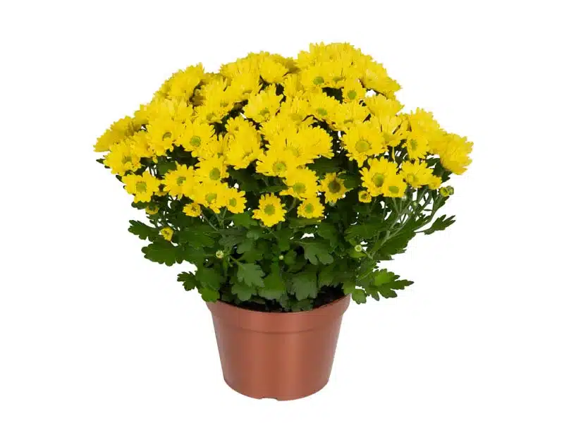 plantas para enfeite de mesa