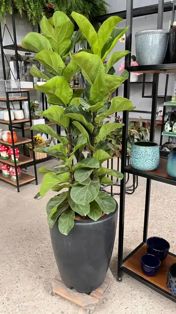 plantas para escritório