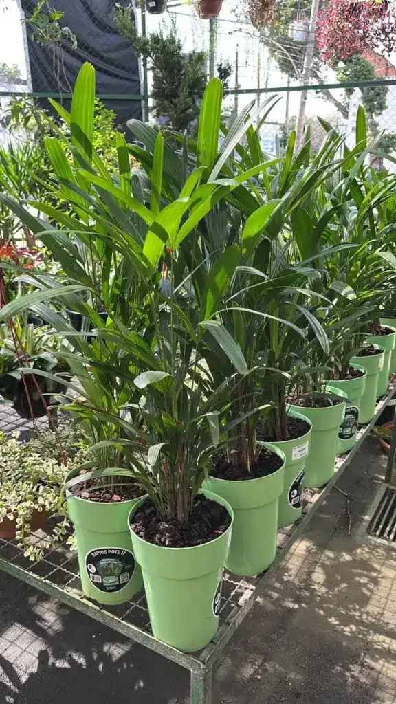 plantas para escritório