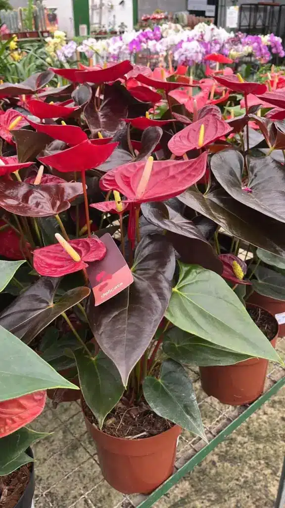 plantas para interior