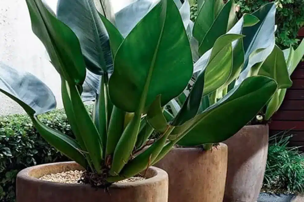 plantas para interiores