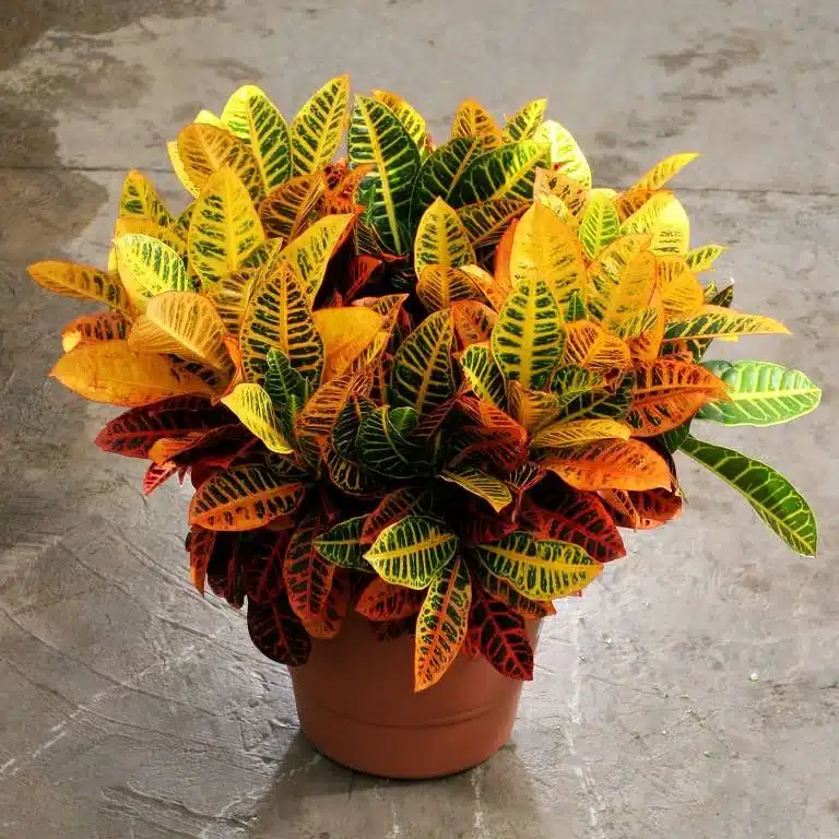plantas para jardim