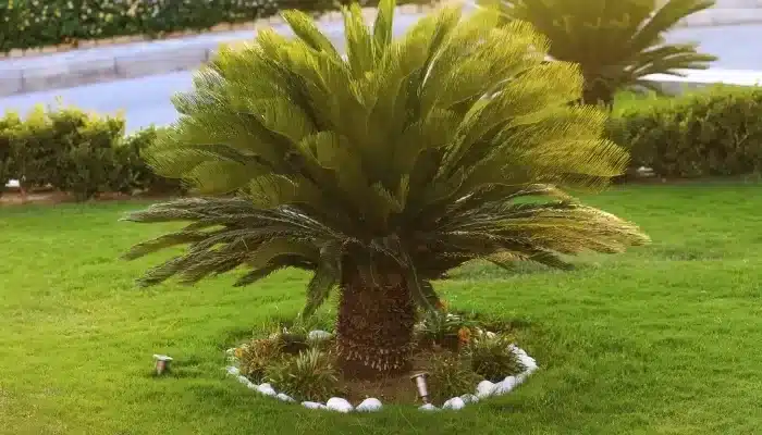plantas para jardim