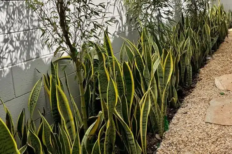 plantas para jardim