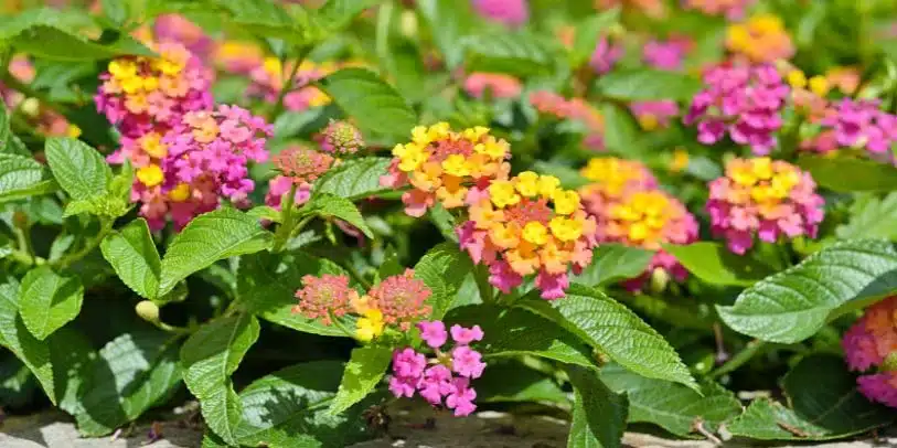plantas para jardim