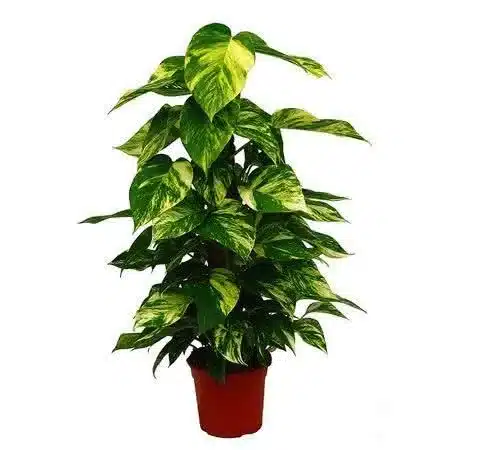 plantas para jardim de inverno