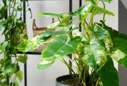 plantas para jardim de inverno