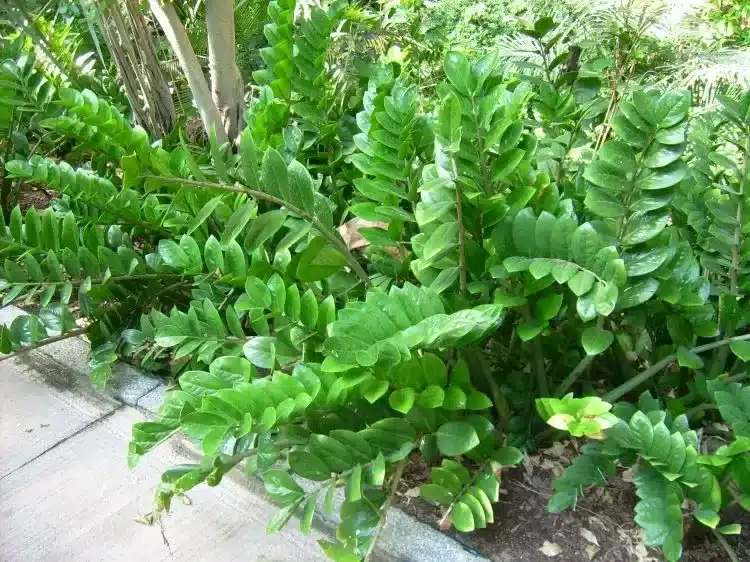 plantas para jardim de inverno
