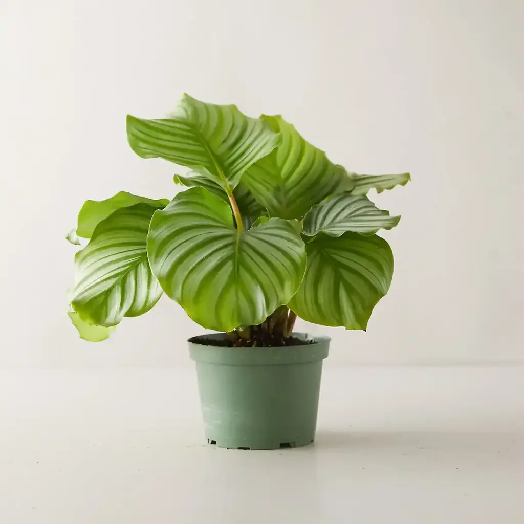plantas para jardim de inverno