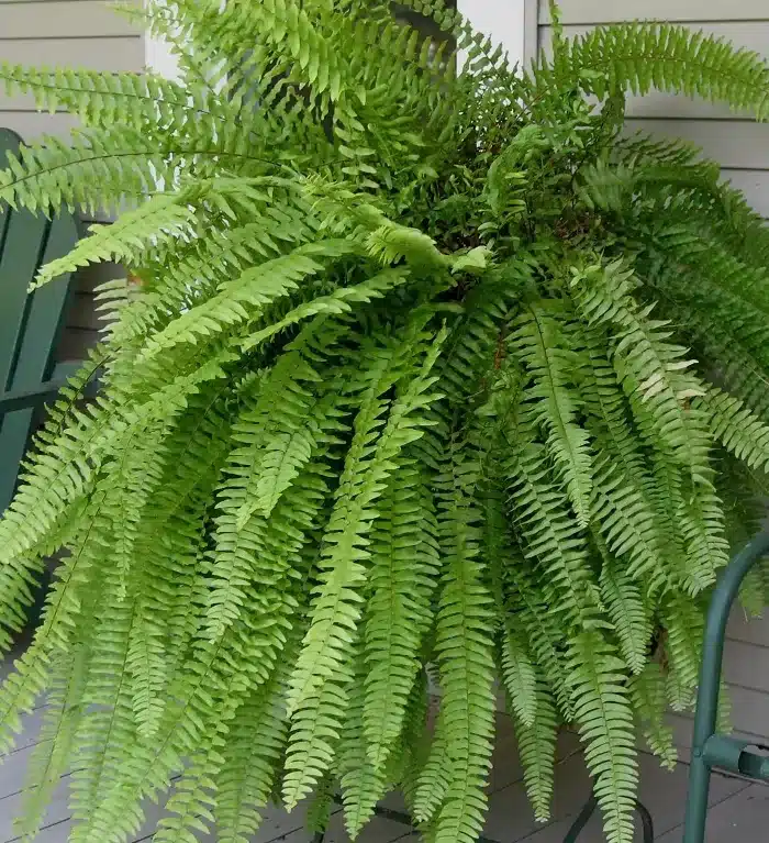 plantas para jardim de inverno