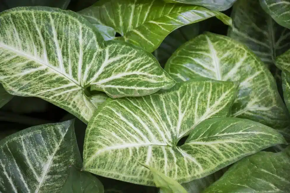 plantas para jardim de inverno